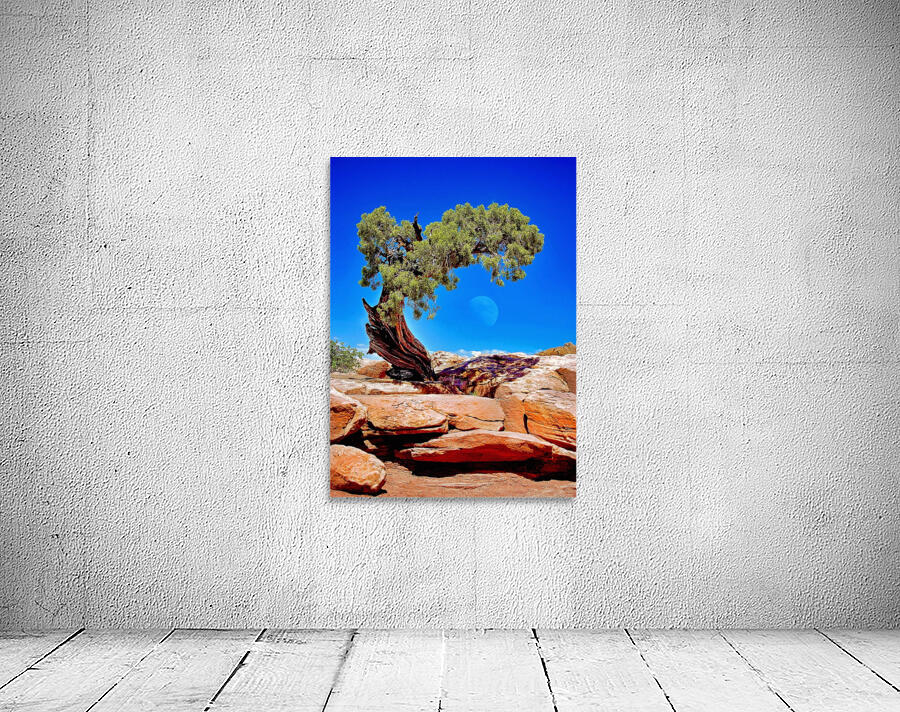 Juniper w moon Wall Preview