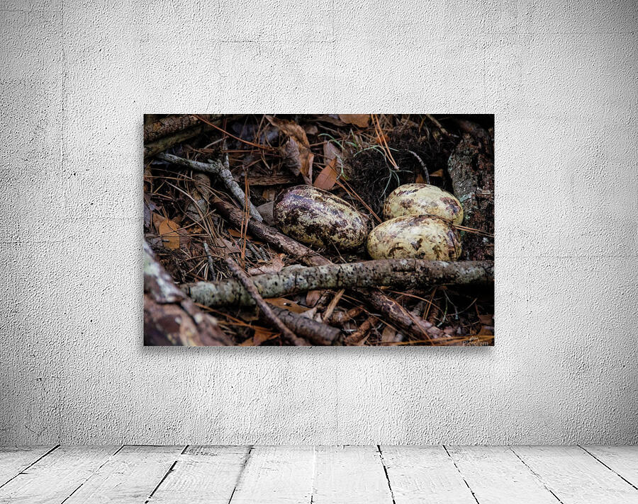 Bald Eagle Eggs in Nest Wall Preview