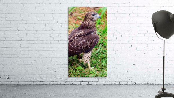 Hawk 2 Wall Preview