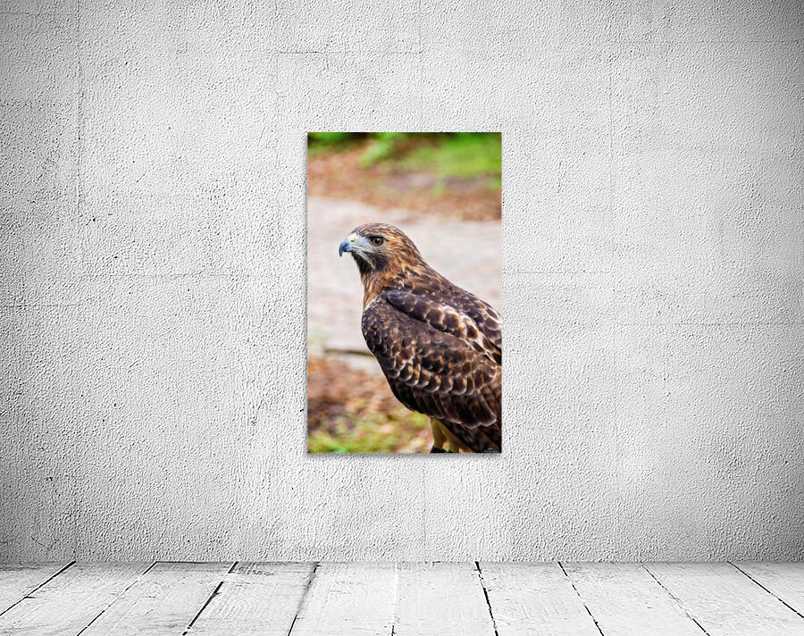 Hawk Wall Preview