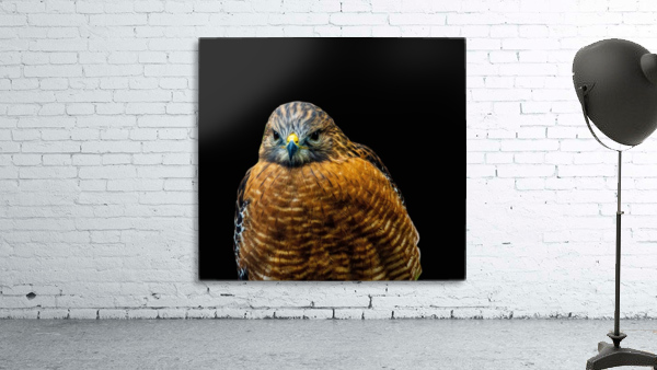 Red Shoulder Hawk Wall Preview