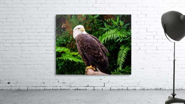 American Bald Eagle Wall Preview