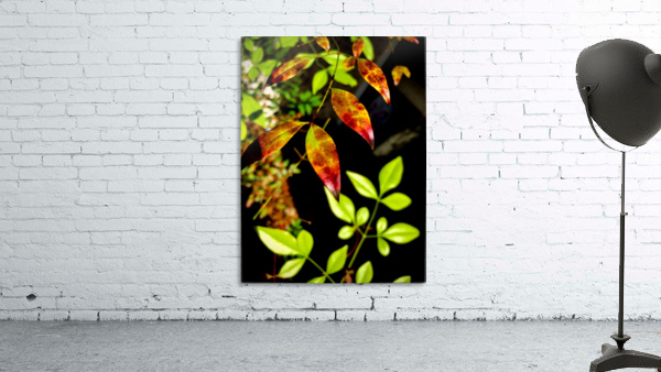 Florida Autumn Wall Preview