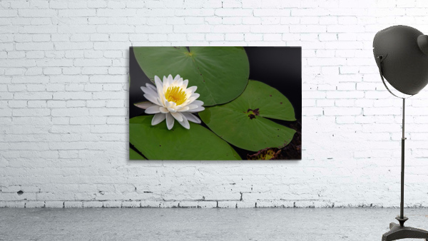 Waterlily Wall Preview