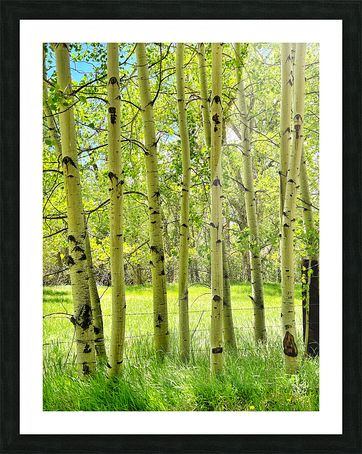 Aspens in Spring Picture Frame print