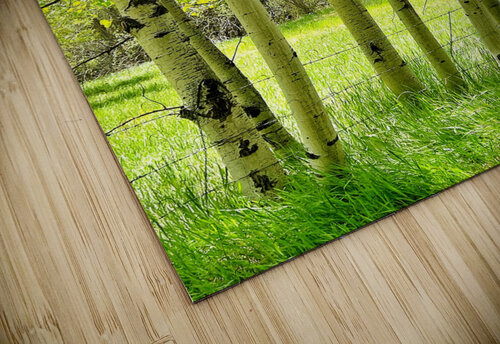 Aspens in Spring Lori Utley puzzle