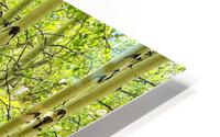 Aspens in Spring HD Metal print