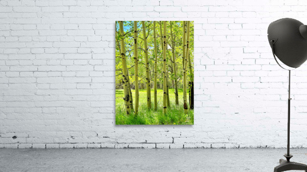 Aspens in Spring Wall Preview