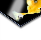 Oscar black background  Acrylic print