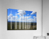 Sonoran desert scape Acrylic Print