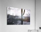 Saguaro Acrylic Print