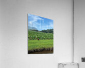 44852 Acrylic Print