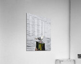 seagull  Acrylic Print
