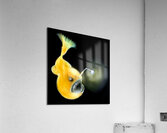 Oscar black background  Acrylic Print