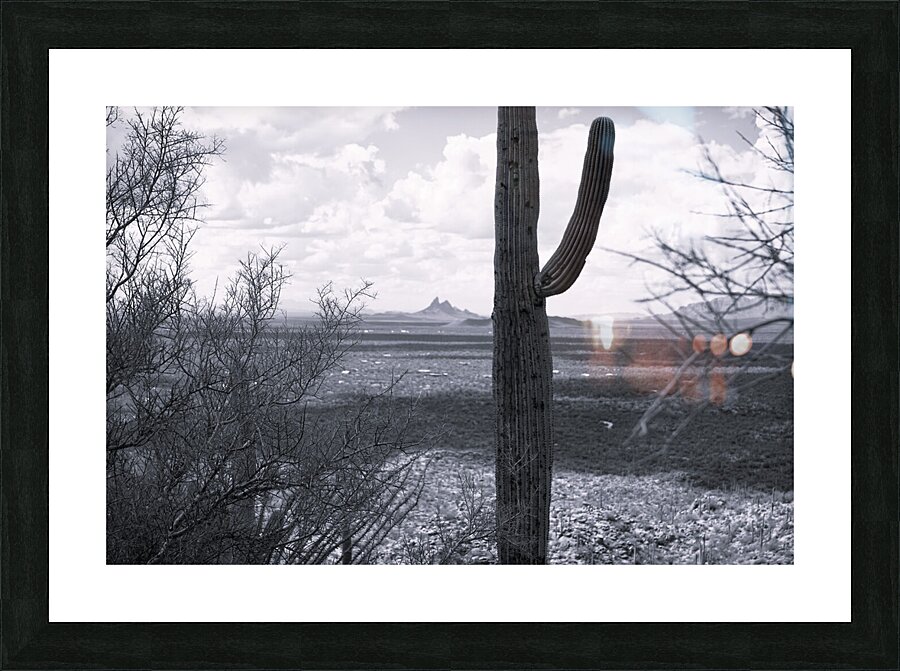 Saguaro Picture Frame print