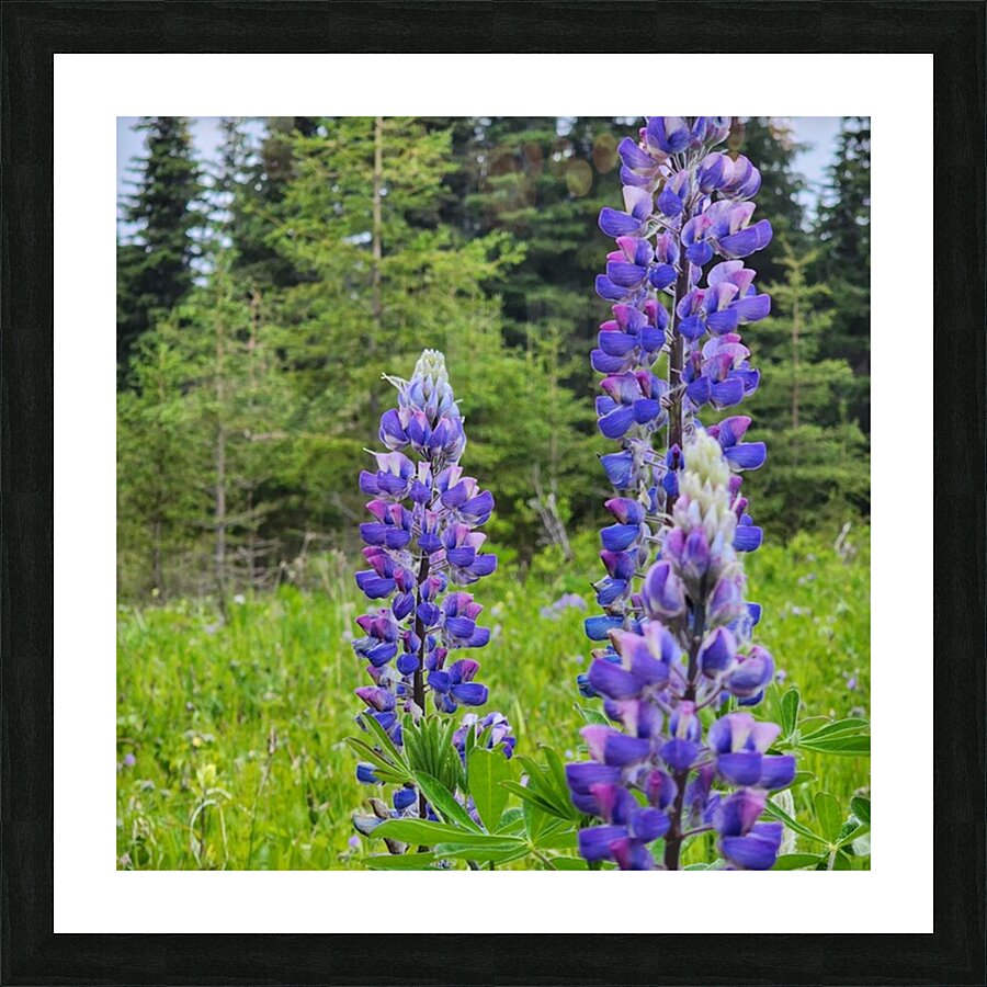 20250615 052010 Picture Frame print