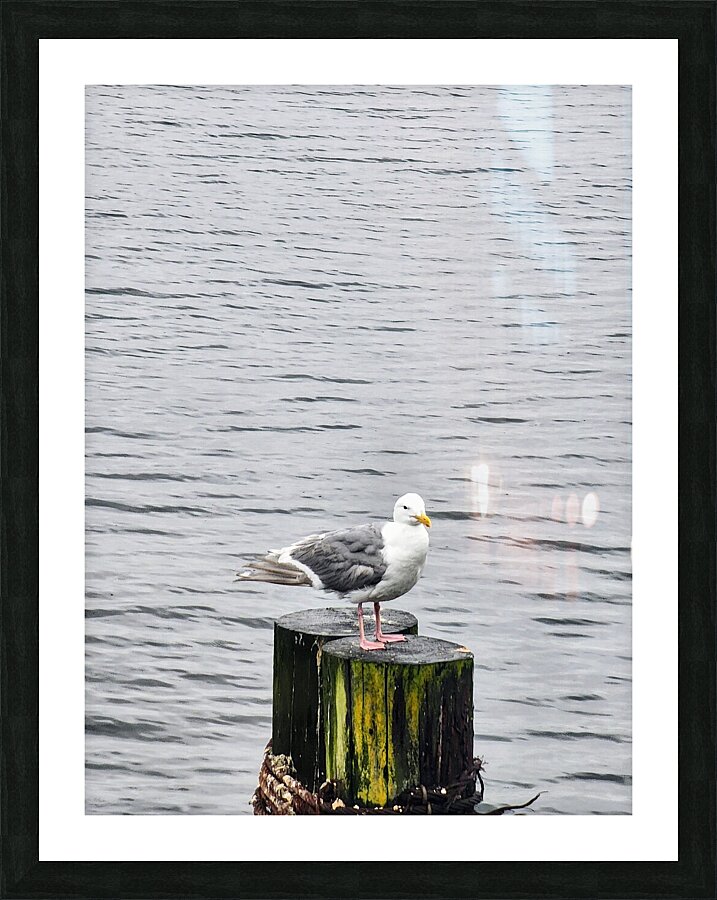 seagull  Picture Frame print