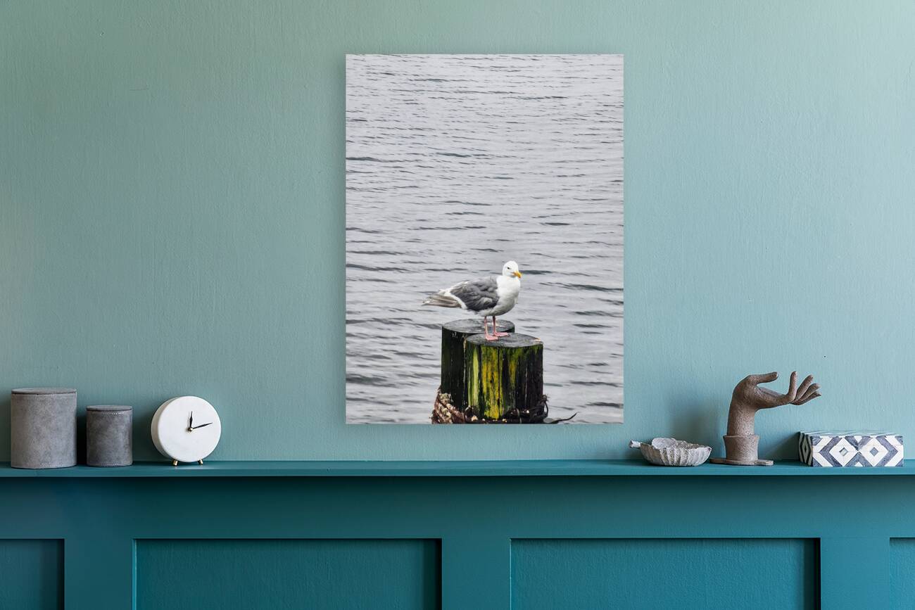 seagull  Reproduction