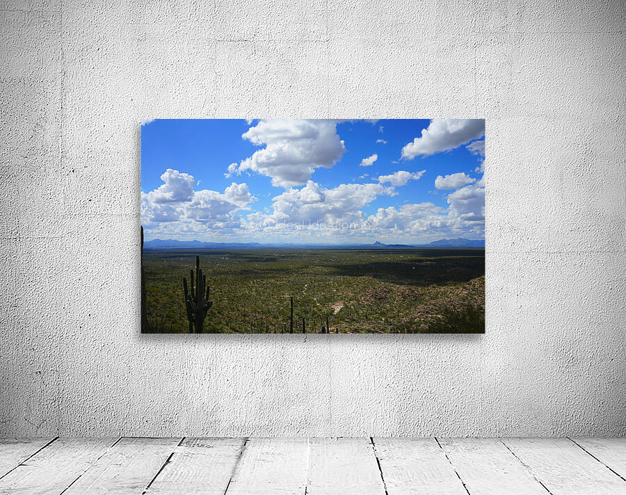 Sonoran desert scape Wall Preview