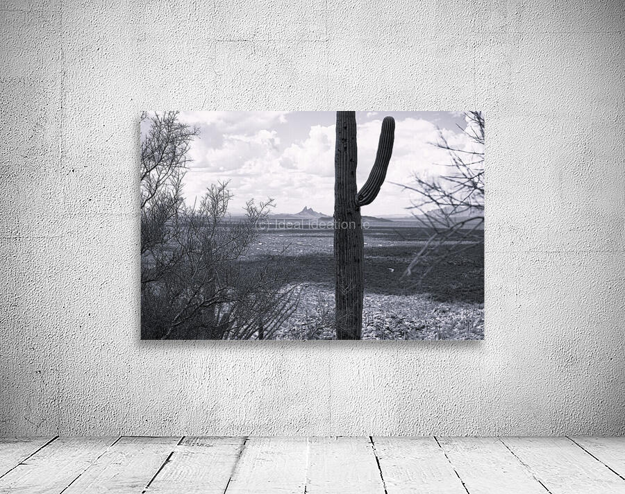 Saguaro Wall Preview
