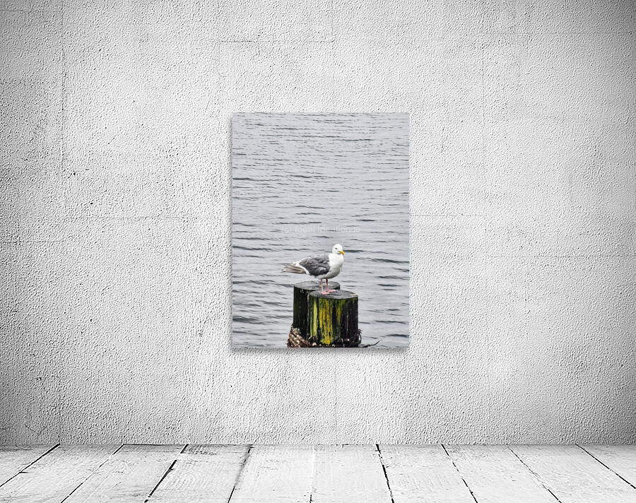 seagull  Wall Preview