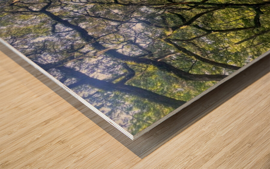 dirt road Wood print
