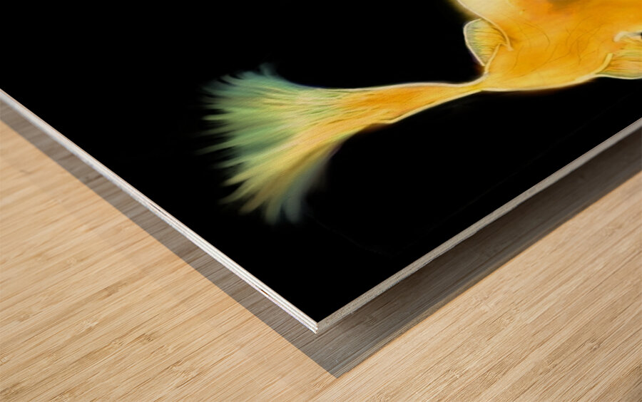 Oscar black background  Wood print