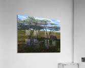 A l ombre des accacias Acrylic Print
