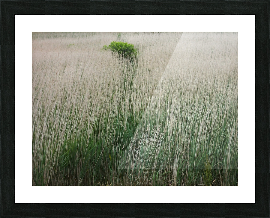 Intrus02 Picture Frame print
