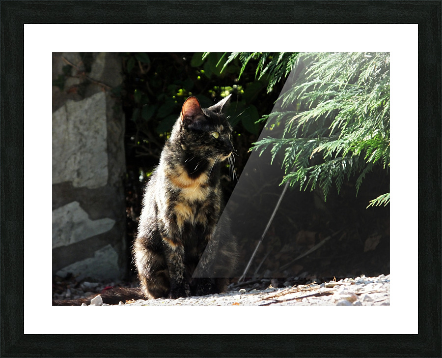 sa majest   Picture Frame print