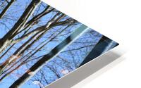 wooded path HD Metal print