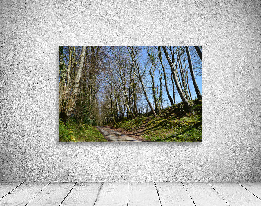 wooded path Wall Preview