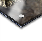 Who Who You Looking At Acrylic print