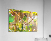 Sleepytime Parrot Acrylic Print