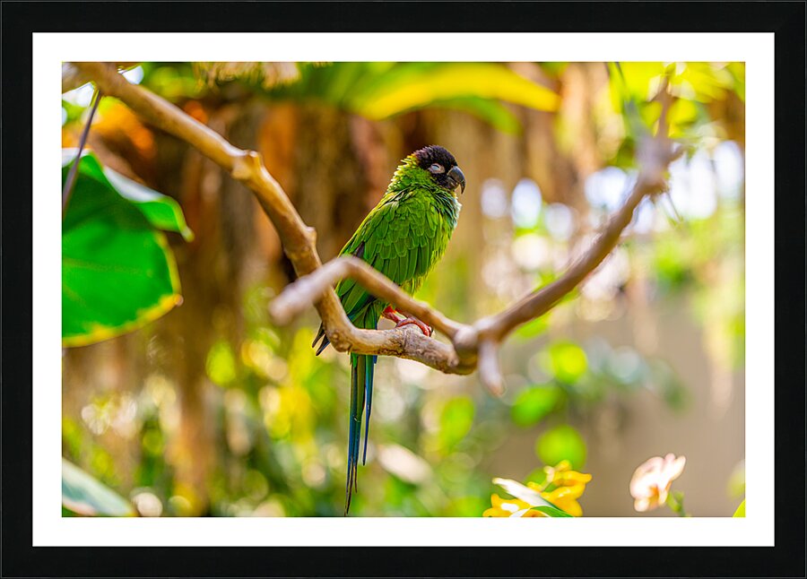 Sleepytime Parrot Picture Frame print