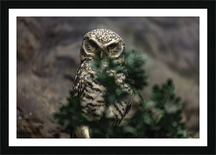 Who Who You Looking At Picture Frame print