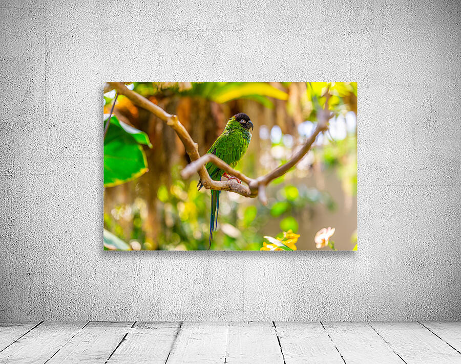 Sleepytime Parrot Wall Preview