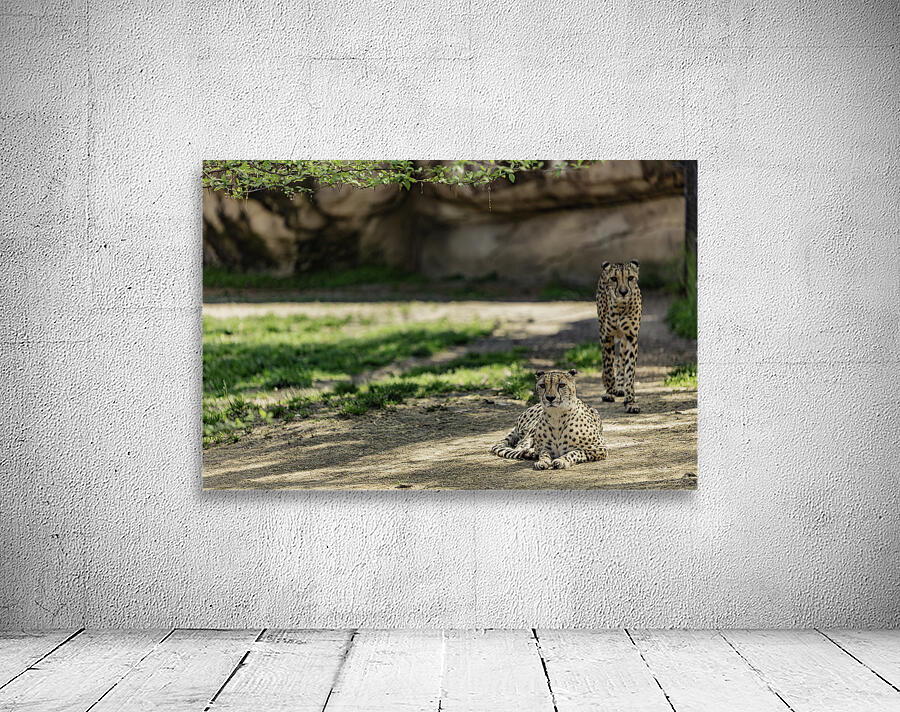 We See You Wall Preview