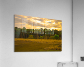 Swamp Cabbage Sunrise Acrylic Print