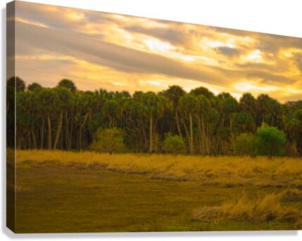 Swamp Cabbage Sunrise Canvas Print