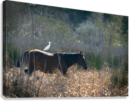 Florida Native Wild Horses Canvas Print