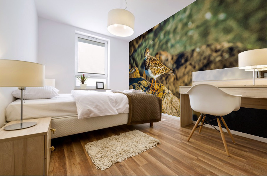 Ruddy Turnstone Mural print