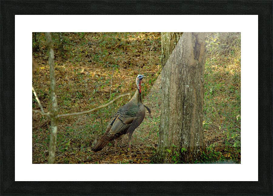 Gobbler Picture Frame print