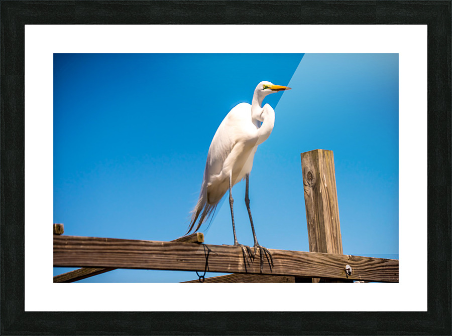 Looking  Picture Frame print