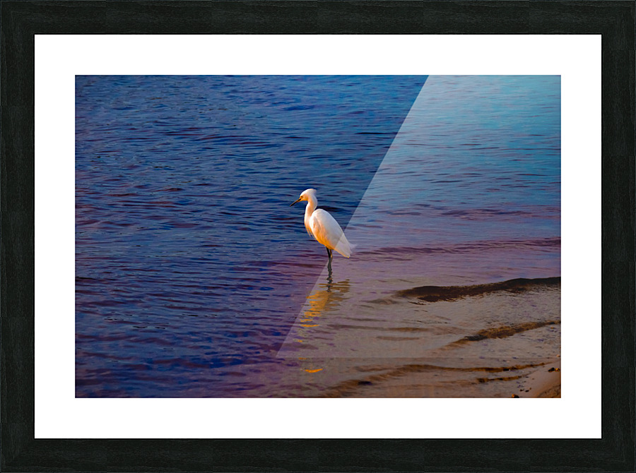 Egret at Sunset Picture Frame print