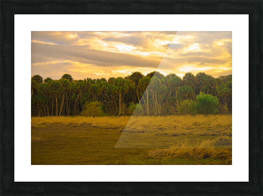 Swamp Cabbage Sunrise Picture Frame print