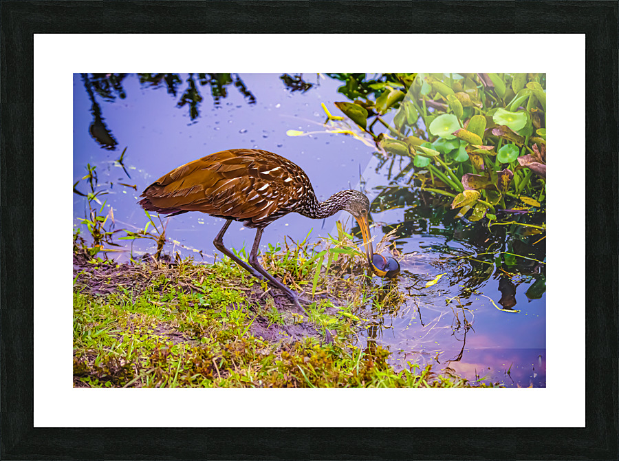 Enjoying Escargot Picture Frame print