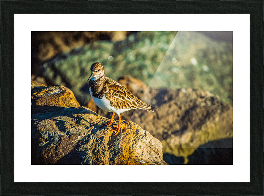 Ruddy Turnstone Picture Frame print