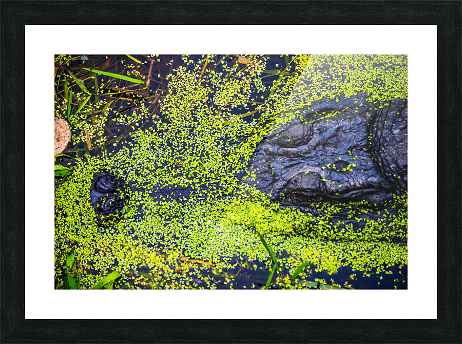 Bull Gator Picture Frame print