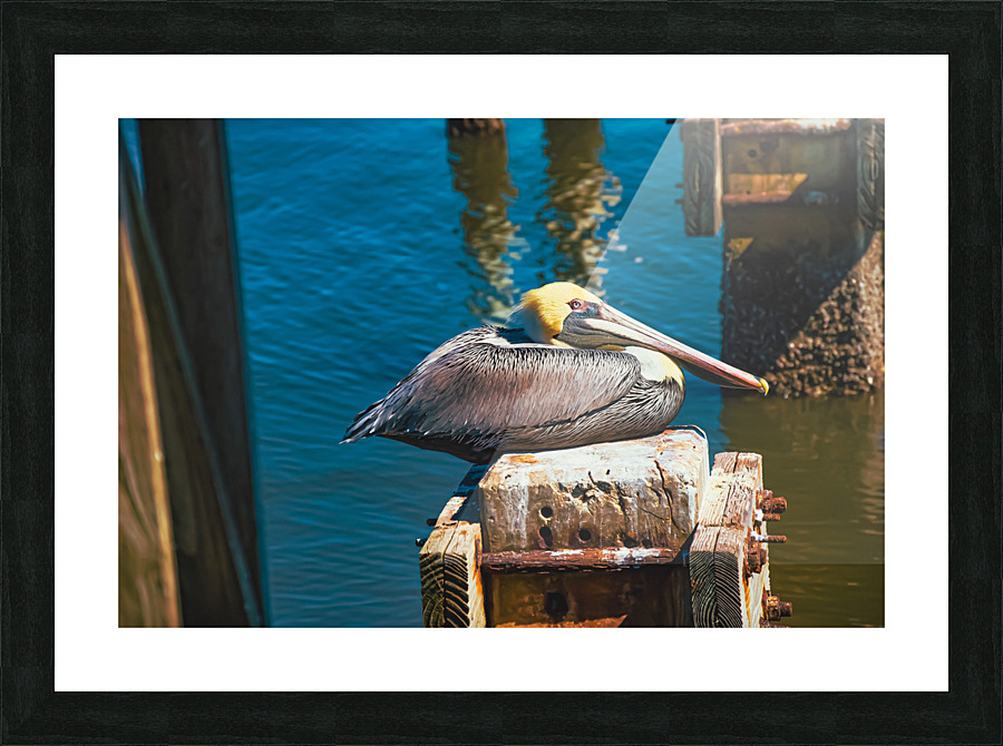Brown Pelican Picture Frame print